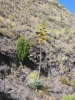 PICTURES/Tonto Natural Bridge/t_Century Plant Bloom4.JPG